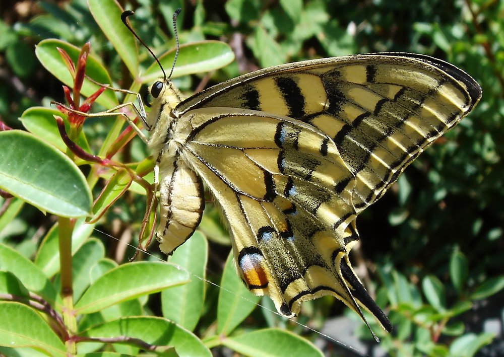 butterfly_crete.jpg